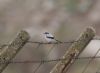 Great Grey Shrike at Gunners Park (Steve Arlow) (42687 bytes)